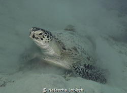 turtle marsa shouni by Natascha Lobisch 
